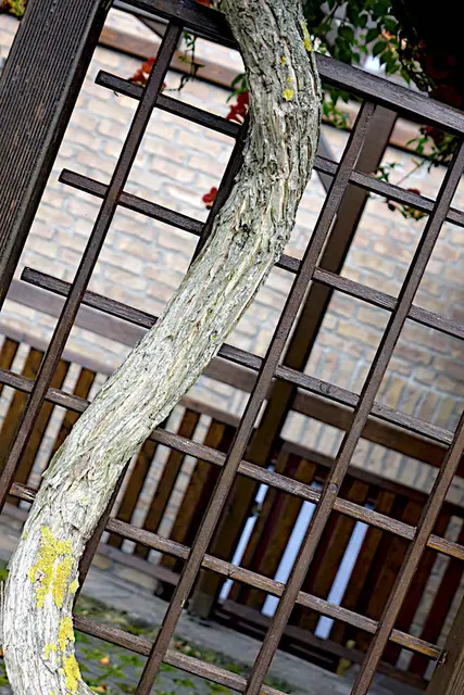 Fotografie. Fotografiert in Foto Technik scharf / unscharf von  einem Baum. | Foto: Jörg Schubert - #schubertj73