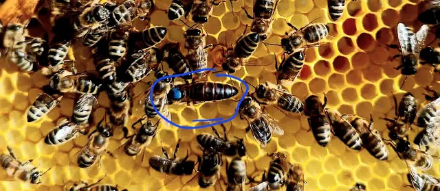 Mein Mann hat eine Bienenkönigin mit blauer Farbe gezeichnet, 
 um sie unter den ganzen Bienen  leichter erkennen zu können.