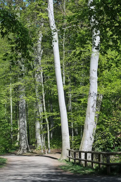 Südliche Eilenriede