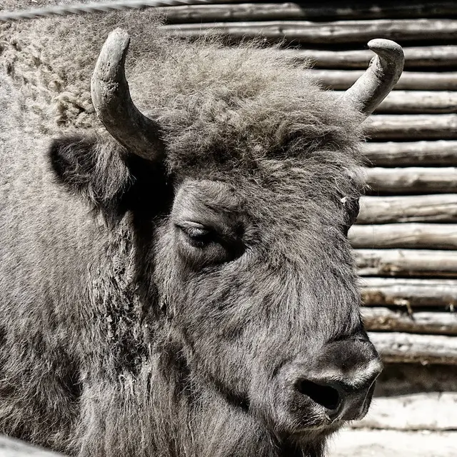 Fotografie. Fotografiert in Foto Technik scharf / unscharf von einem Bison. | Foto: Jörg Schubert - #schubertj73