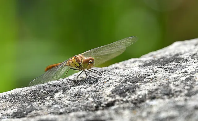 Normalerweise sind mir Insekten für mich zu flink. Doch diese Libelle hielt still, bis ich richtig scharfgestellt und abgedrückt hatte.