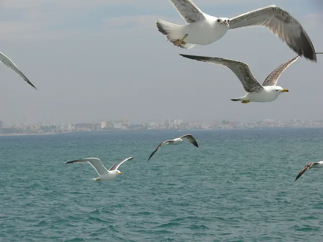 Möwen in der Bucht von Palma de Mallorca