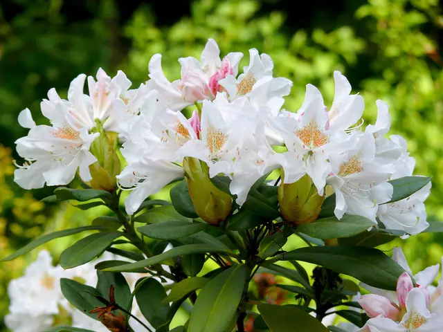 An sich bin ich ja kein Blumen- und Pflanzenfotograf. Meine Lieblingsmotive liegen in anderen Themenwelten. Eigentlich. Sehe ich aber prachtvolle Blüten und interessante Strukturen von unseren Mitgeschöpfen aus dem Reich der Botanik und habe eine Kamera dabei, dann kann ich einfach nicht ohne ein Foto vorbei gehen. Diese Anblicke müssen auf die Speicherkarte gebannt werden. Und deshalb landen auch immer wieder Aufnahmen von Kunstwerken, die die Natur erschaffen hat, hier bei meinen Schnappschüssen. Heute mal wieder Rhododendronblüten; der Frühling ist ja noch nicht allzulange vorbei.
