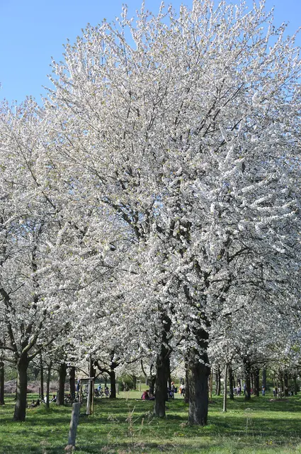 Der Frühling ist zwar vorbei, mir gefällt das Bild aber immer noch.