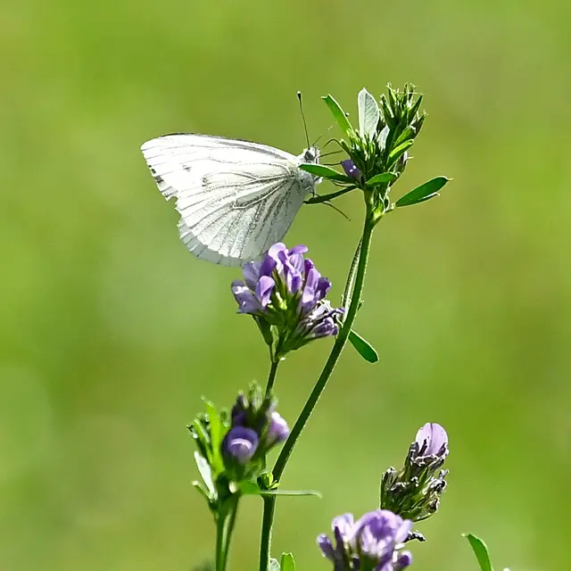 Wer Schmetterlinge lachen hört, der weiß, wie Wolken schmecken. Novalis
Nehmt Euch Zeit, die "Juwelen der Lüfte" zu beobachten!!!!! | Foto: Günter Presnitz