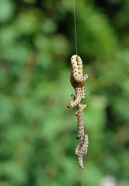 Bei Tierfotografen eher ein etwas unbeliebtes Motiv: Raupen