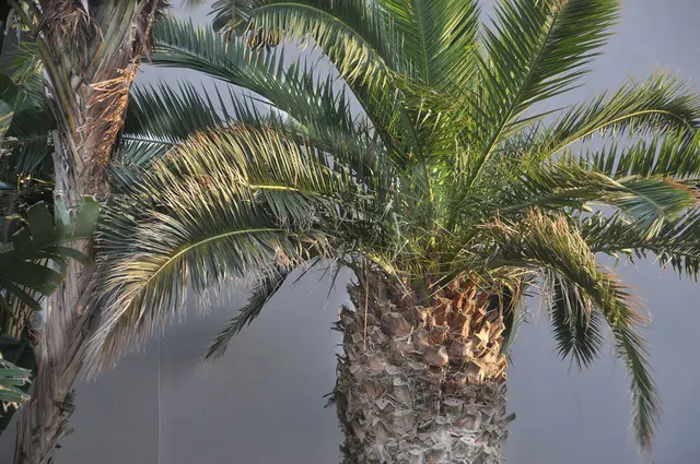Palme auf Kreta