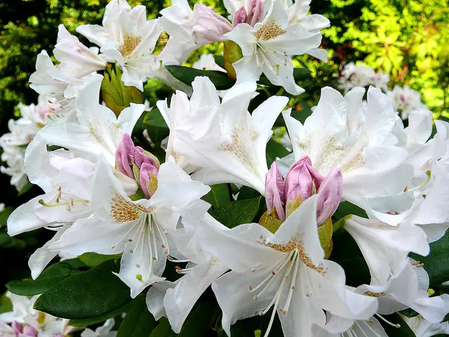 Die Pflanze ist ein Rhododendron 'Cunningham's White'