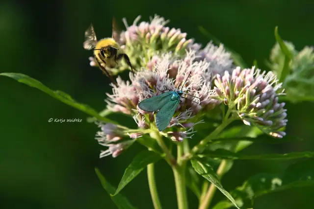 Grünwidderchen Wiesenhummel Schmetterling Insekten Hummel