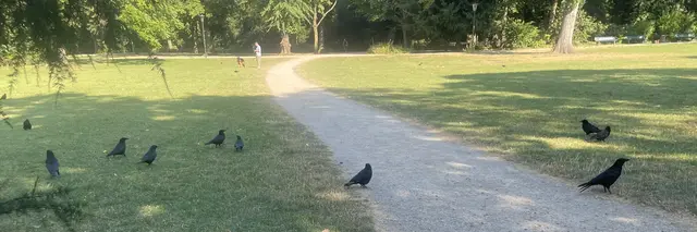 Heute Morgen musste ich zum Röntgeninstitut auf der Jacobistraße in Düsseldorf. Ich hatte noch ein klein wenig Zeit, nachdem ich dort fertig war. Die Parkgebühr war noch nicht abgelaufen und da bin ich einige Schritte gegangen.

Erst dachte ich, dass wieder Nil – oder Kanada Gänse unterwegs wären. Aber nein, heute waren es ganz viele Raben. Da habe ich an Hitchcocks „die Vögel“ denken müssen…

Auf dem Bild kommt das gar nicht so rüber. Aber es war schon beeindruckend, wie viele dort waren. 🐦‍⬛🐦‍⬛🐦‍⬛