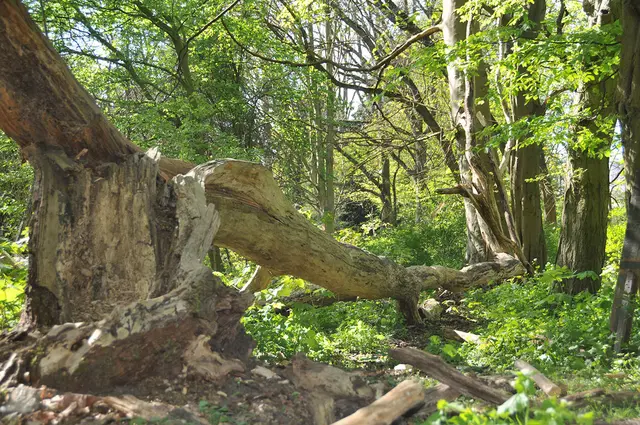 Die Eilenriede ist der große Stadtwald von Hannover