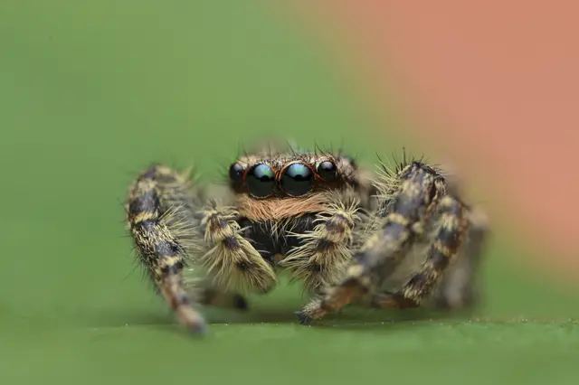Das Tierchen auf meiner Terrasse misst mit Beinen gerade mal 12 bis 14 mm und hat sich ein paar Sekunden für mich Zeit genommen. Kamera mit Makro und Blitz liegen aber immer aufnahmebereit parat.   
