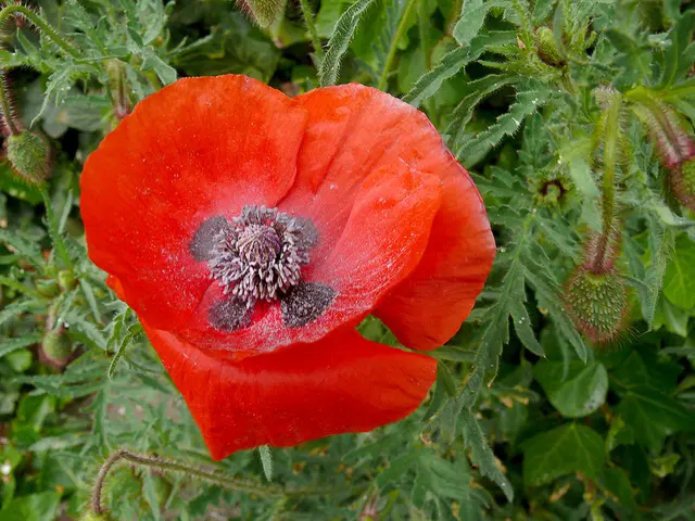 Klatschmohn (Papaver rhoeas)