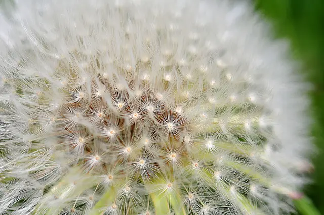 Gewöhnlicher Löwenzahns (Taraxacum officinale) in seinem Pusteblumen-Stadium.