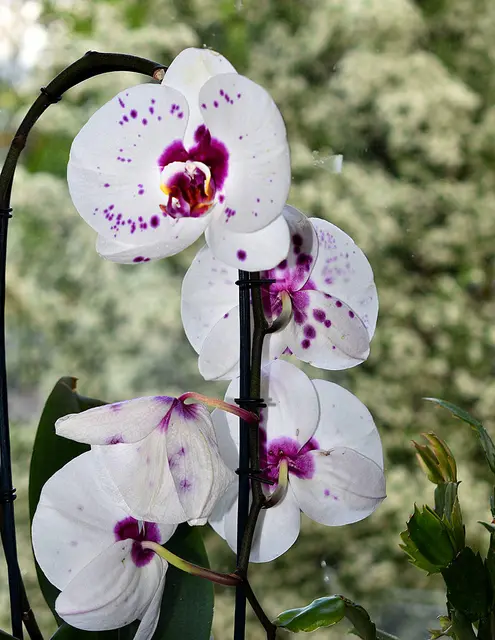 Phalaenopsis-Orchidee