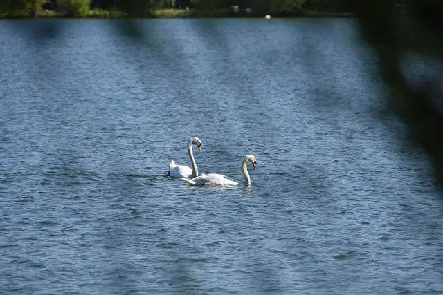 .... "Schwäne leuchtend weiß und schön". Der Maschsee in Hannover ist auch bei Vögeln beliebt.