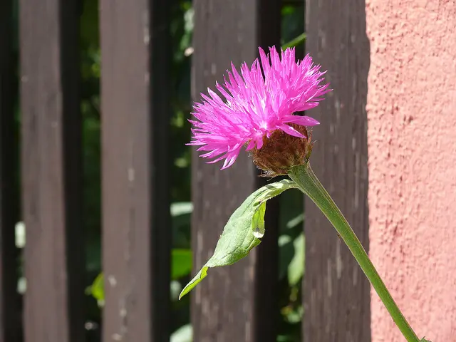 Zweifarbige Flockenblume (Centaurea dealbata)
