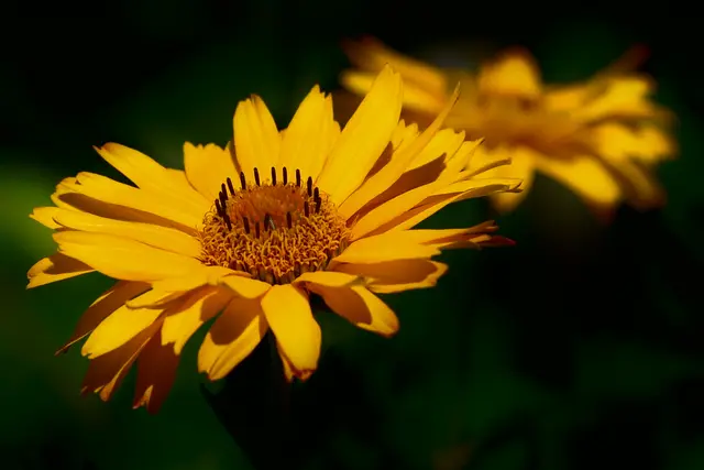 Alles, was man will, kann niemand haben. Eines aber kann man: das nicht zu begehren,was man nicht hat, sondern heiteren Sinnes das genießen, was man hat. (Seneca)  | Foto: Günter Presnitz