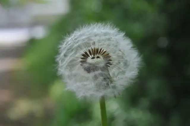 Löwenzahn als Pusteblume