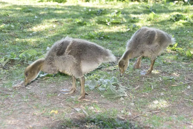 Im Frühjahr am Maschsee zu beocahten: Gänseküken