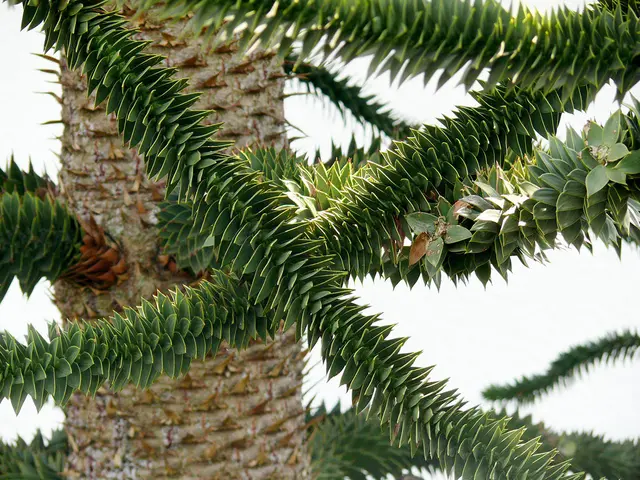 Chilenische Araukarie 