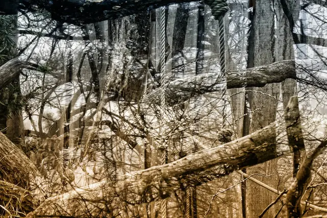 Fotografie. Fotografiert in Foto Technik scharf / unscharf von einer Spiegelung im Wuppertaler Zoo. | Foto: Jörg Schubert - #schubertj73