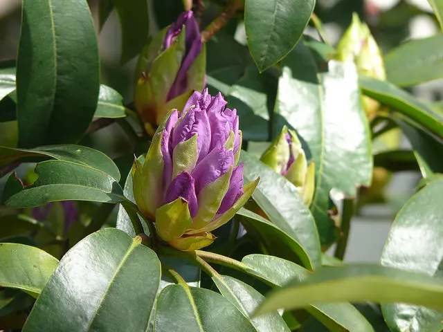 Rhododendron-Knospe
