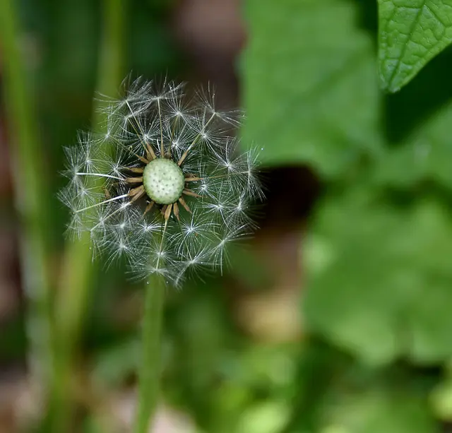 Pusteblume
