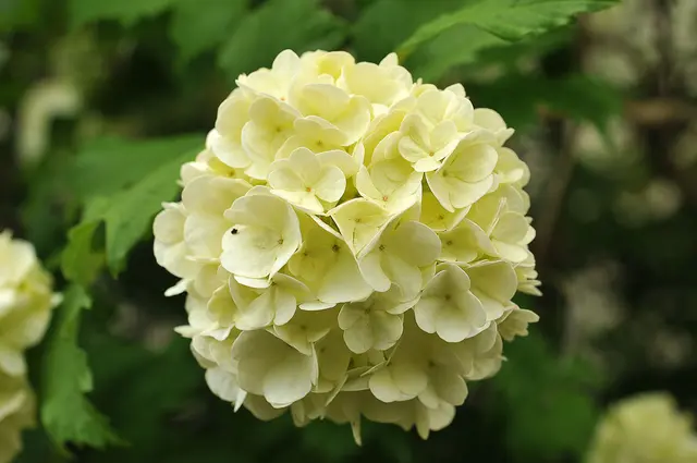 Ein "Schneeball" (Viburnum opulus 'Roseum') voller Blüten