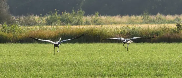 zwei Kraniche machen sich zum Abflug bereit