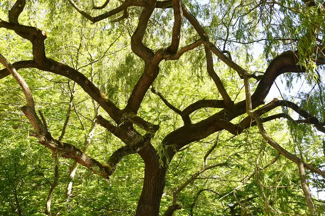 interessante Äste eines Baumes in Hannover