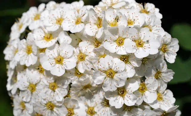 wahrscheinlich Blüten einer Brautspiere