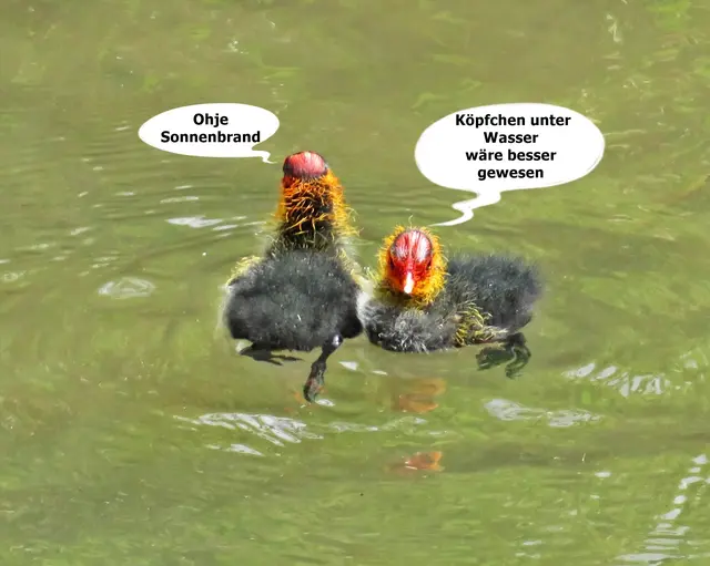 Blässhuhn-Küken | Foto: GvMeegen