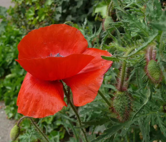 Roter Klatschmohn