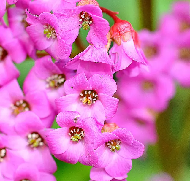 Blüten einer Bergenie