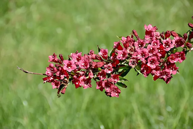 Blüten einer Weigelie