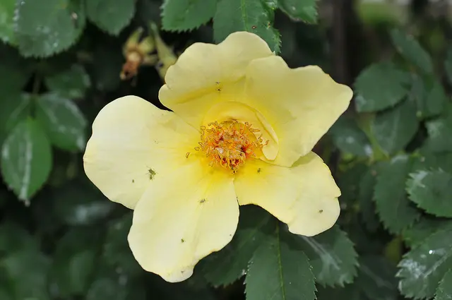 Strauchrose