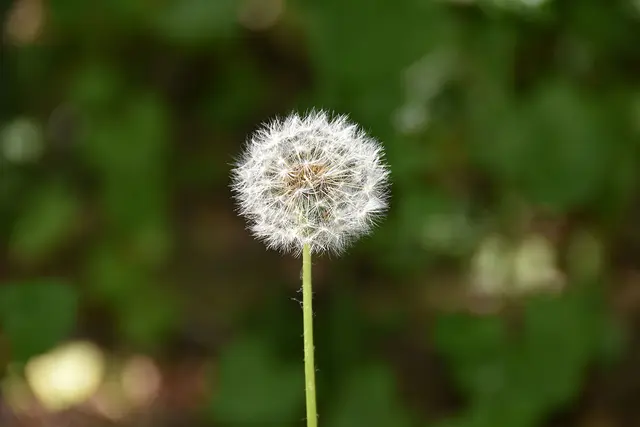 Pusteblume