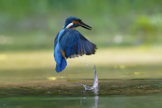 Dieses junge Eisvogel-Männchen jagt erfolgreich, lässt aber den Fisch, der sich natürlich wehrte, gefressen zu werden, wieder fallen. Auf ein Neues ....

