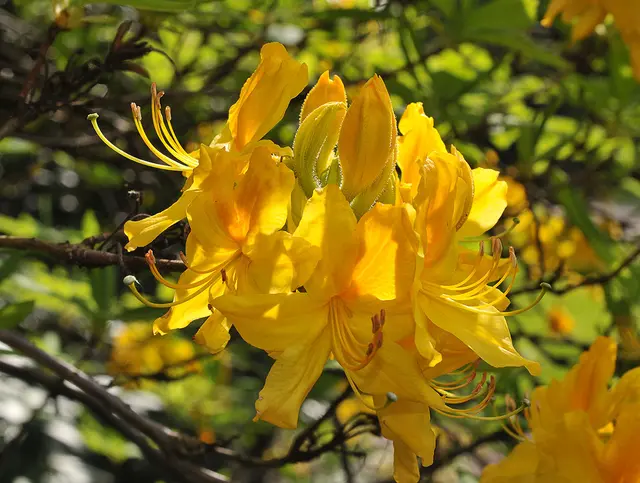 Azaleen aus der Gattung Rhododendron