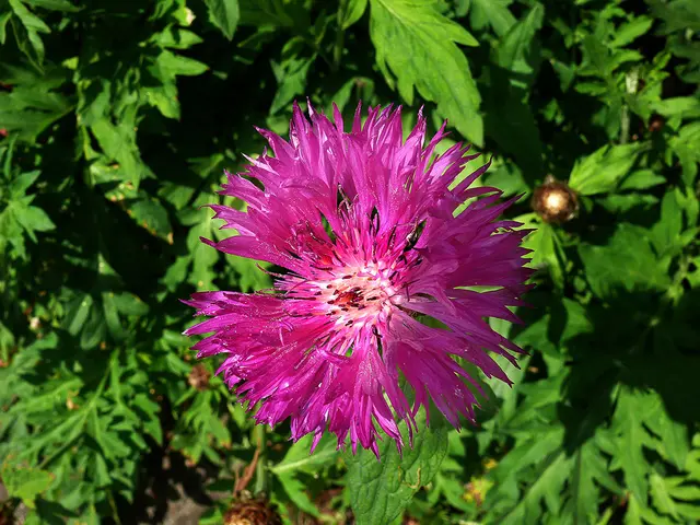 Zweifarbige Flockenblume (Centaurea dealbata)