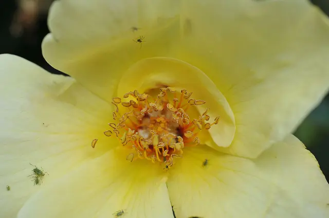 Strauchrose