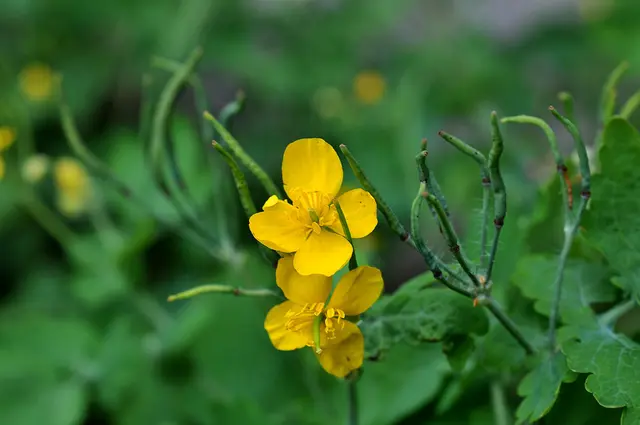 Großes Schöllkraut (Chelidonium majus)