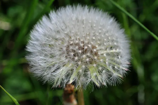 Ich mag Löwenzahn - sei es in gelb oder als Pusteblume