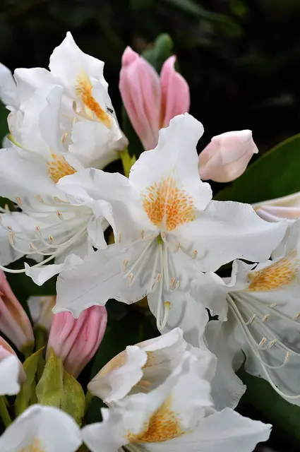 Rhododendron 'Cunningham's White