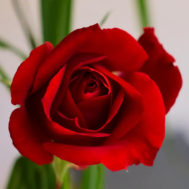 „Wenn die Rose mittags ihre morgendliche Schönheit verloren hat, dann war die Schönheit echt. Nichts in der Welt ist von Dauer, und wir sind Narren, wenn wir wünschen, dass etwas bleibt, wie es ist. Noch größere Narren sind wir aber, wenn wir uns nicht daran erfreuen, solange wir es haben.“ (William Somerset Maugham) | Foto: Günter Presnitz