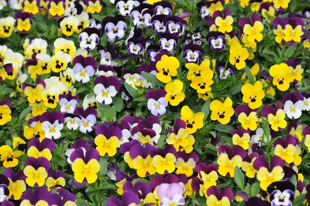 Hornveilchen (Viola cornuta) und Garten-Stiefmütterchen (Viola wittrockiana)