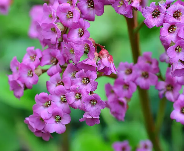 Herzblättrige Bergenie (Bergenia cordifolia)