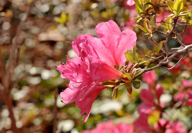 japanische Azalee (Rhododendron obtusum)