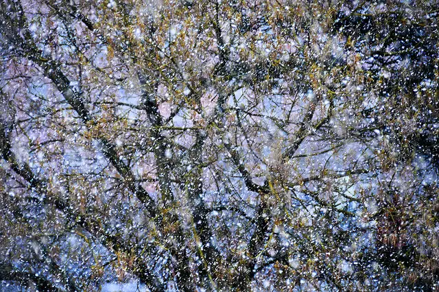 Laut Wettervorhersage soll es in einer Woche wieder über 30 Grad heiß sein. Deshalb schon einmal ein Foto aus dem Winter zum Abkühlen: Ein Baum im Schneegestöber